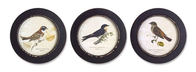 Framed Bird Prints - (3) Assorted Styles